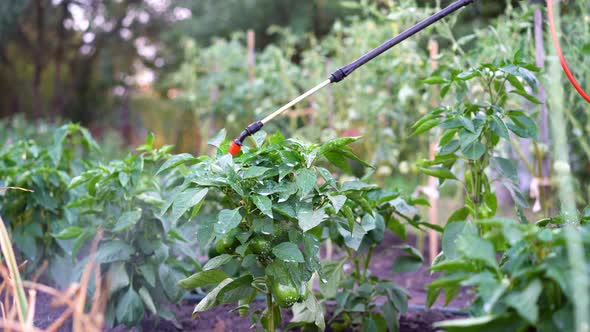 a Woman Sprays and Treats Pepper From Diseases and Pests