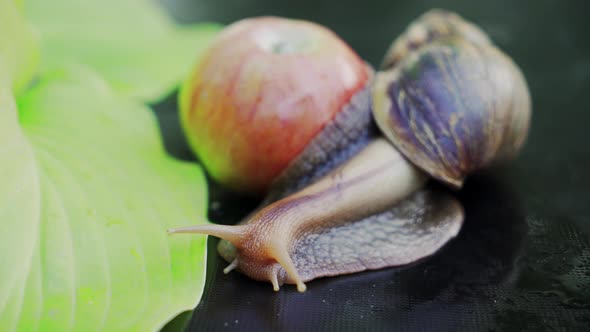 Big Brown Snail Crawls