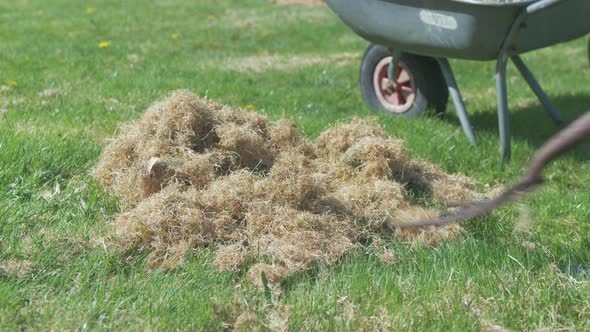 Collecting dry grass with pitchfork filling wheelbarrow CLOSE UP
