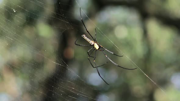 Golden Orb Web Spider hanging on the side of its main web and rapidly moving its long legs on a gree