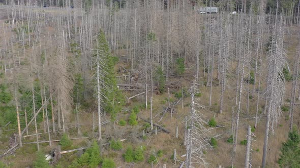 Dead and Dying Forest Caused by the Bark Beetle Aerial View