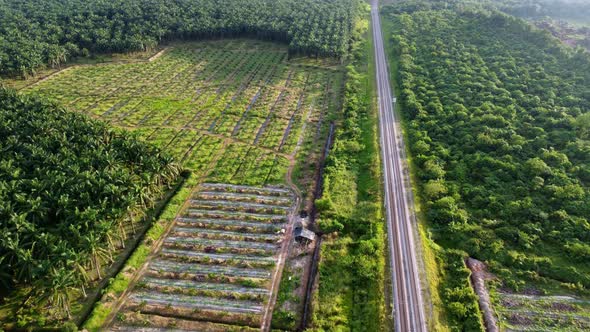 Aerial view oil palm plantation