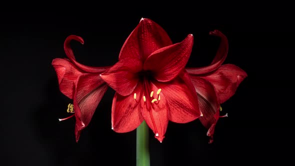 Red Hippeastrum Opens Flowers in Time Lapse on a Black Background. Growth of Orange Amaryllis Flower