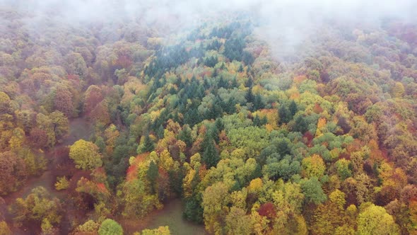 Autumn Forest  Aerial Views