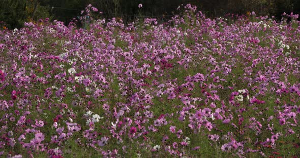 Cosmos bipinnatus commonly called the garden cosmos or Mexican aster.