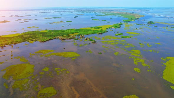 Aerial view from a drone over green and yellow plants in a large wetland