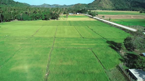 Aerial View of Green Rectangles Rice Fields on Sunny Day