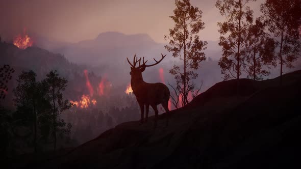 Wildfire Burns a High Mountain Forest 03