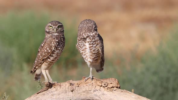 Burrowing Owl in the Desert