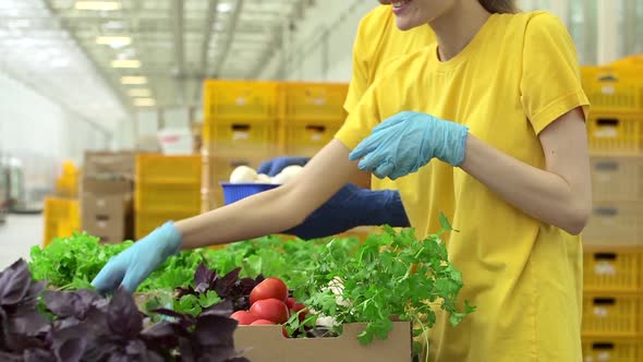 Man and Woman Volunteers Packing Organic Vegetables and Smiling Standing in Light Warehouse Spbd