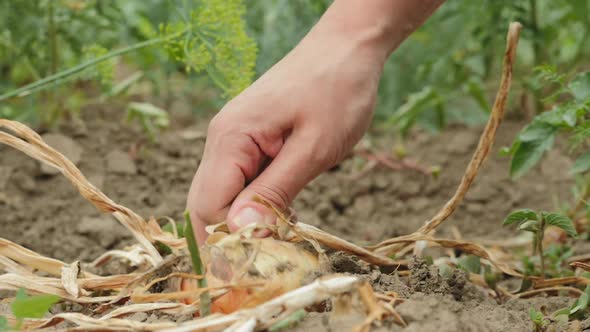 Female Hands Pulling Out Ripe Onion From the Dry Ground