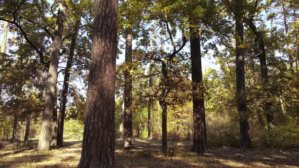 Trees in the Forest on an Autumn Day