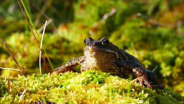 European common frog at Moysalen National Park 