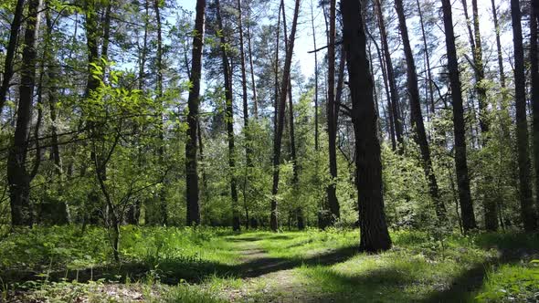 Green Forest During the Day Aerial View