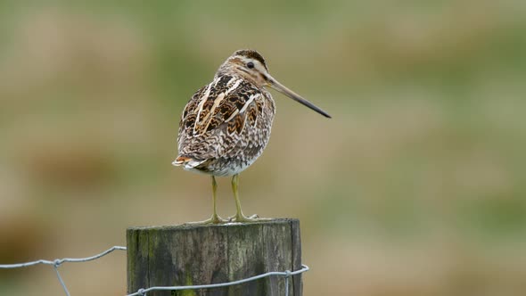 Common Snipe resting on a fence post and turning its head towards the camera.