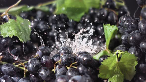 Black Grape Falling in Water with Splash Among Black Grapes