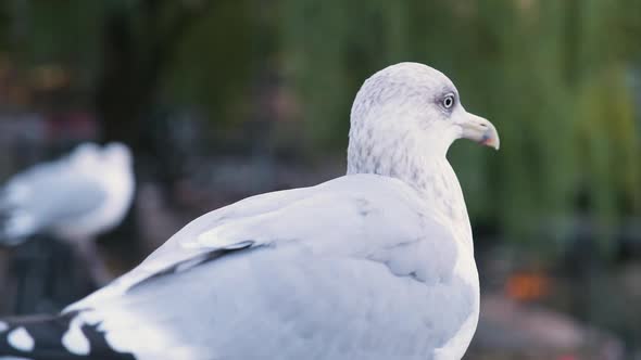 Close up Of Seagull Looking Around And Being Alert With Blurry Background. - selective focus shot