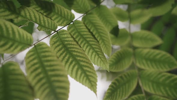 Green Foliage of a Tree Close-up