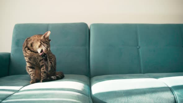 A Tabby Domestic Cat Sits on a Blue Sofa and Brushes Its Coat. 