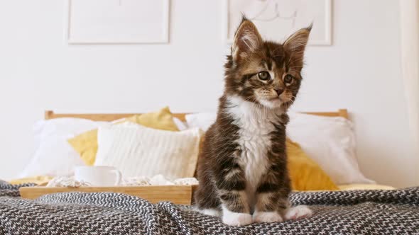 Striped Grey Kitten Playing on the Bed