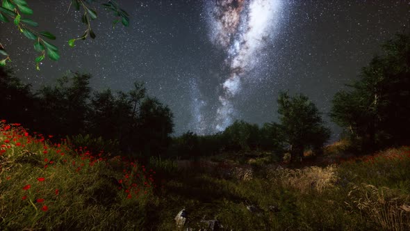 Green Trees Woods In Park Under Night Starry Sky