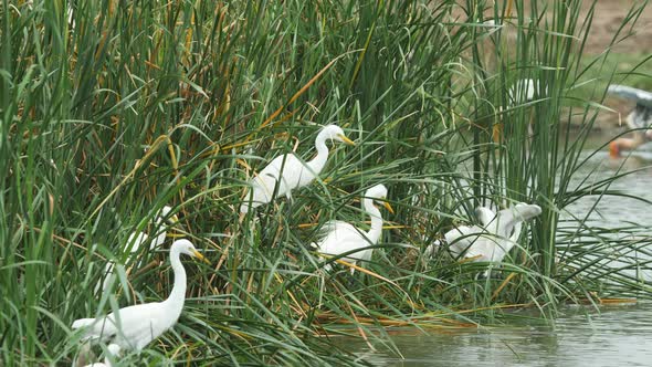 Egrets battle for favourable hunting position on the reeds during a monsoon morning