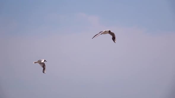 Two Seagulls Fly in Sky Slow Motion