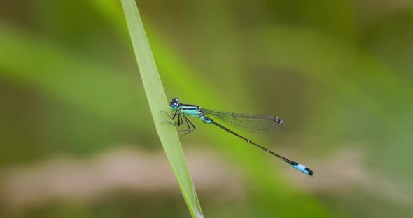 Variable Damselfly or Variable Bluet Coenagrion Pulchellum is a European Damselfly