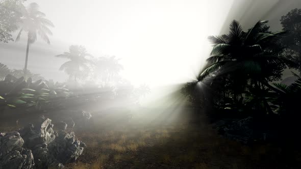 Sunset Beams Through Palm Trees