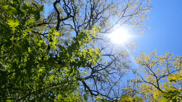 Vertical Video of the Forest in the Spring on a Sunny Day