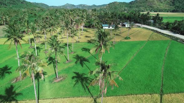 Flying Over Coconut Trees Among Rice Field