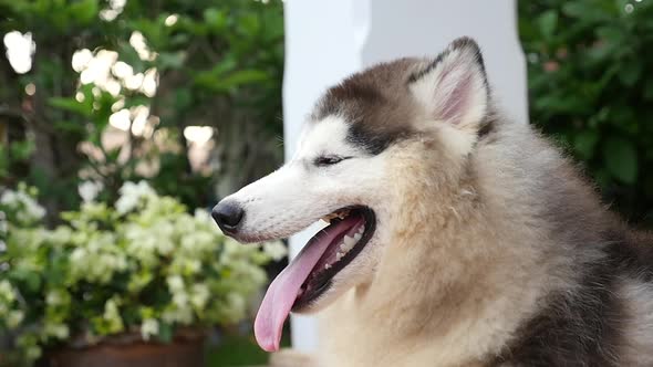 Close Up Of Siberian Husky Dog Slow Motion