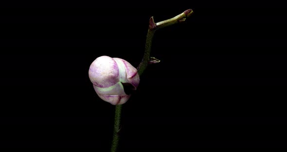 Time-lapse of Opening Three Orchid Flowers  on Black Background