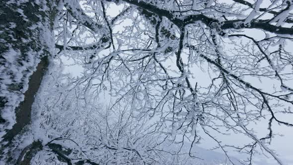 Frozen Winter Tree in the Mountains