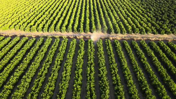 Aerial pan left of a tractor spraying pesticides on waru waru tangerine plantations in a farm field