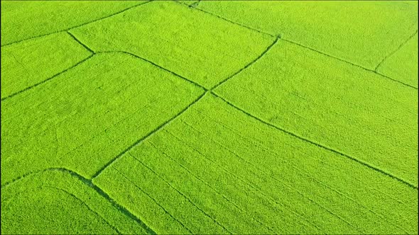 Drone Approaches Closely To Green Rice Field Grounds