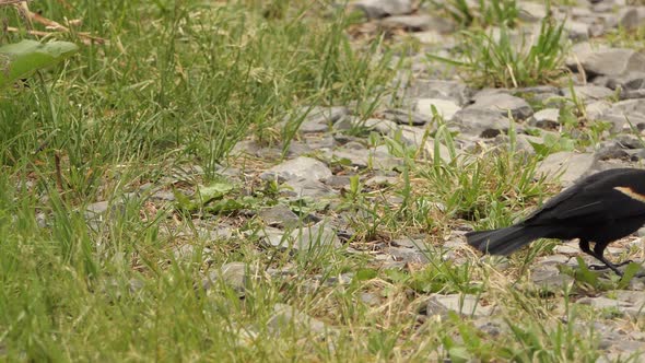 An adult red winged black bird catches and eats a small grub while foraging (Agelaius phoeniceus)