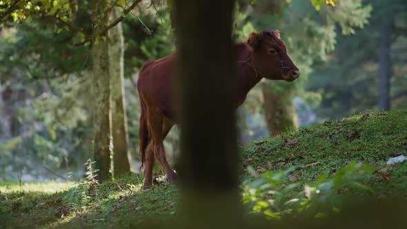 Wild cow walking between the trees