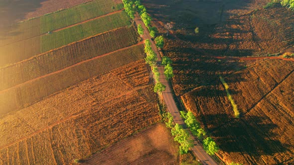 4K : Aerial view flight over the beautiful field in sunset. Countryside scenery.