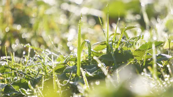 Fresh Grassy Meadow