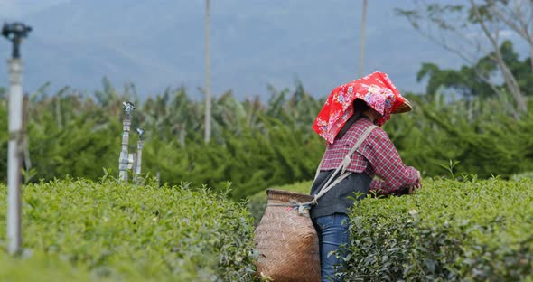 Woman work at the tea farm