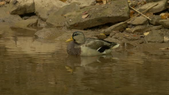 Duck relaxing on the shore