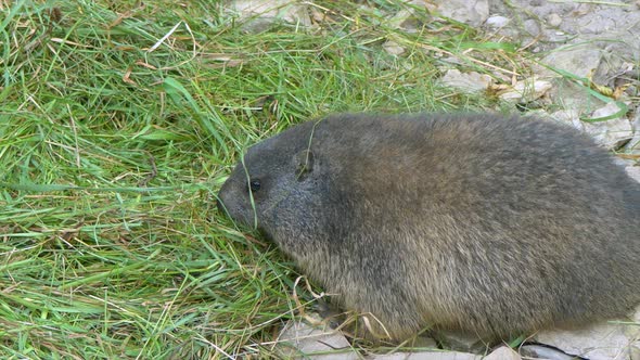 Close up shot of Groundhog (Marmota monax) eating fresh grass outdoors in nature