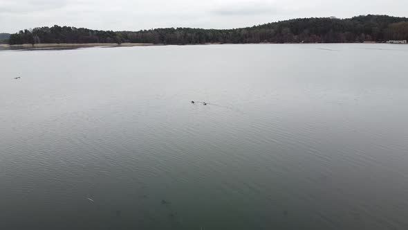 Duck Swimming on the Lake Evening Pond