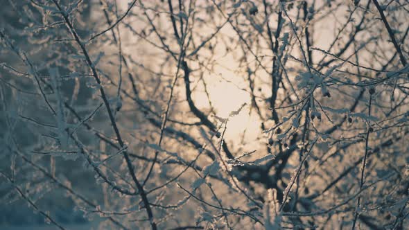 Twigs and Dry Berries with Shining Frost in Winter Garden