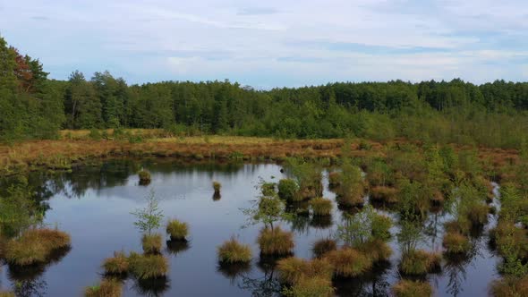 Small swamp ponds in the Czech countryside