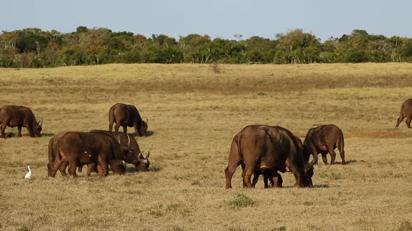 African Buffalo Herd