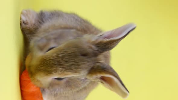 Little Fluffy Cute Handmade Brown Rabbit Sitting on a Pastel Yellow Background and Eating Ripe Fresh