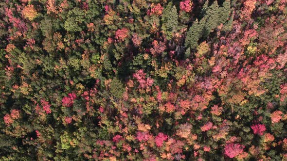 Aerial view looking down and colorful foliage during Fall