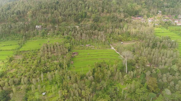 Tropical Landscape with Agricultural Land in Indonesia